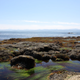 Illustration for article titled Pics from the (Ocean Floor): 2018-05-05 at Botanical Beach